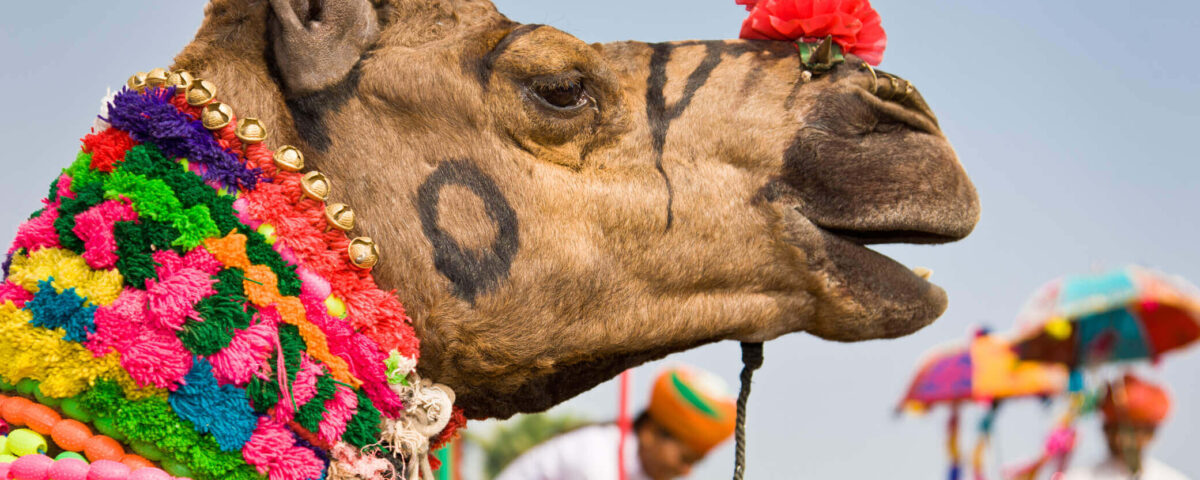 Pushkar Camel Fair 2024