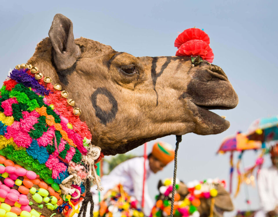 Pushkar Camel Fair 2024